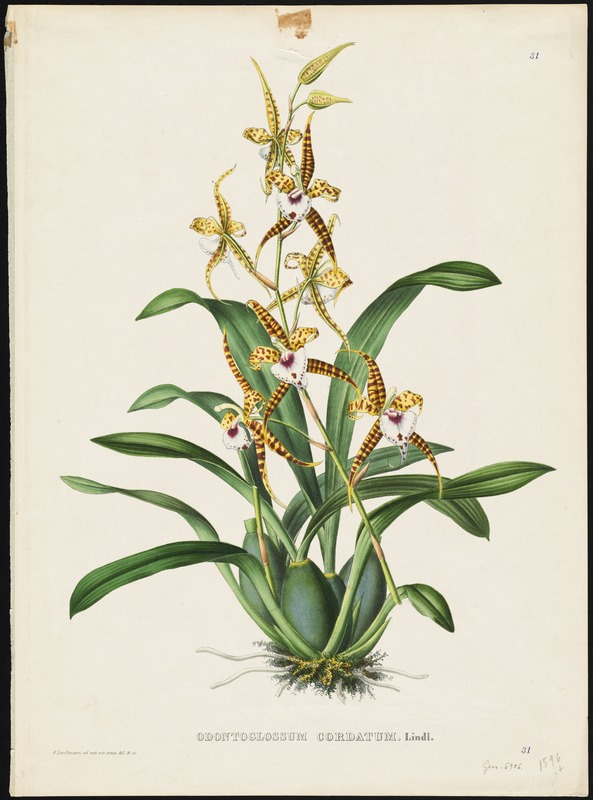 Odontoglossum cordatum, Lindl.