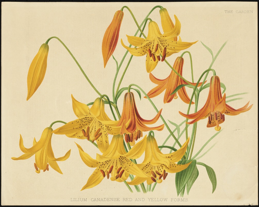 Lilium canadense, red and yellow forms