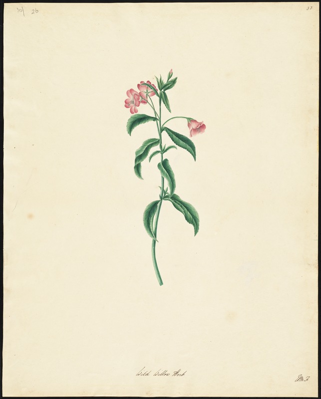 Wild Willow Herb (Epilobium)