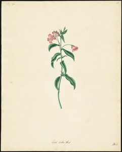 Wild Willow Herb (Epilobium)