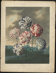 Dianthus A Group of Carnations