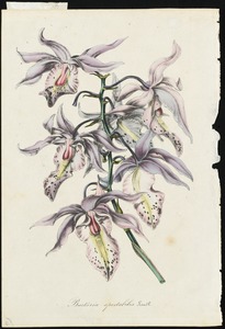 Barkeria spectabilis, Lindl