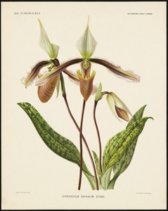 Cypripedium Dayanum