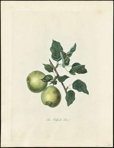 The Oldfied Pear