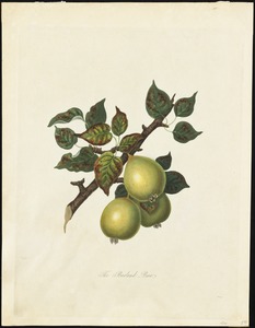 The Barland Pear