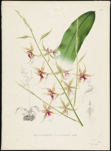 Odontoglossum hastilabium, Lindl. -Maubert