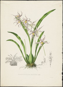 Odontoglossum naevium, Lindl. -Maubert