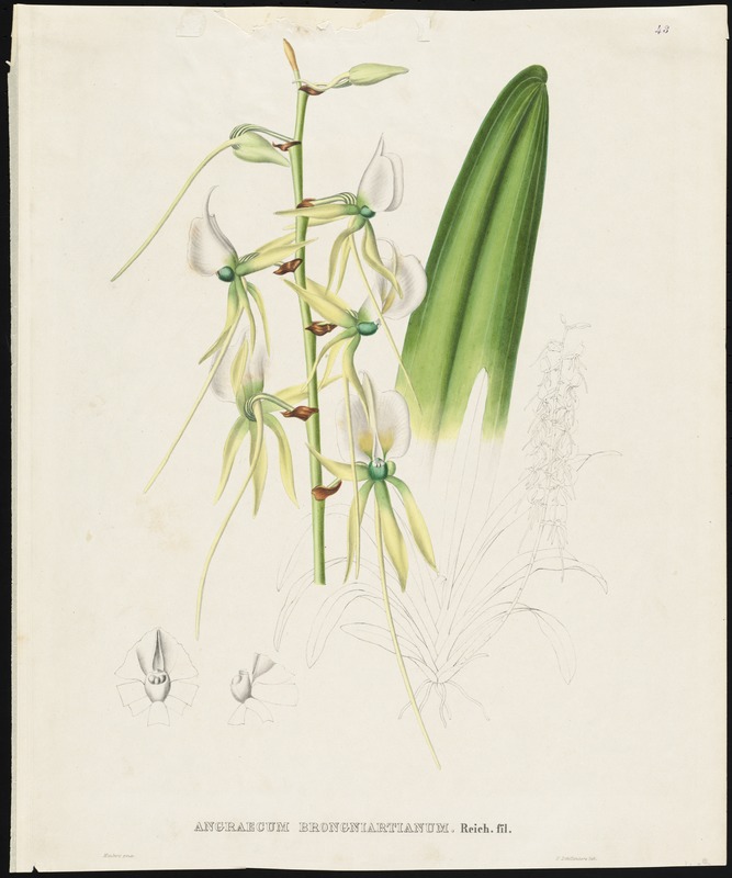 Agraecum brongniartianum, Reich. fil -Maubert