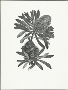 Isostylis serrata
