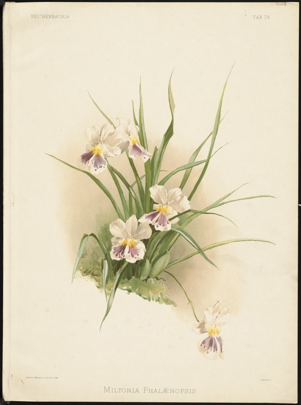Miltonia phalaenopsis - Digital Commonwealth