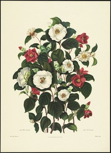 Single white camellia, single red camellia