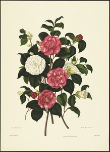 Double white camellia, double striped camellia