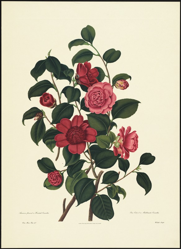 Anemone floweed or waratah camellia, rose color'd or middlemists camellia