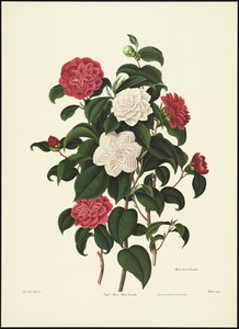 Buff or humes blush camellia, myrtle leaved camellia