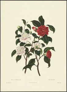 Pompone or kew blush camellia, double red camellia