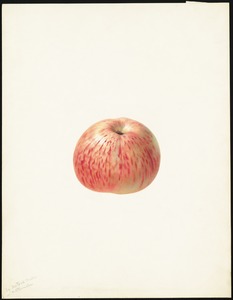 Newton's Melon or Watermelon Apple