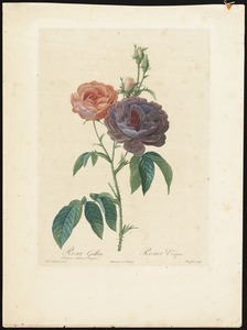 Rosa Gallica purpuro-violacea magna