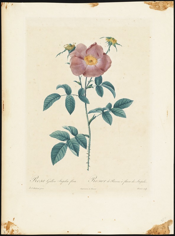 Rosa Gallica stapeliaeflora (var.a fleur stapelie)