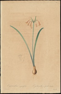 Cryrtanthus augustifolius