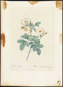 Rosa stylosa