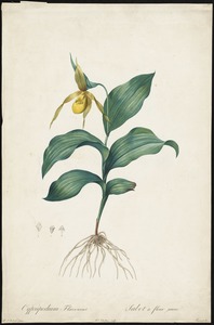 Cypripedium flavescens, sabot a fleur jaune