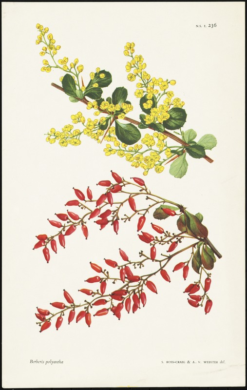 Berberis polyantha