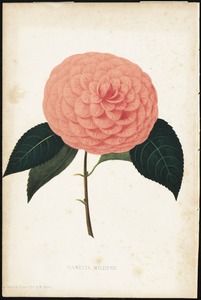 Camellia Japonica, Wilderii