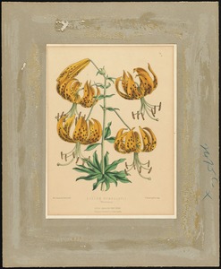 Lilium Humboldtii