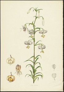 Lilium taliense (Stella Ross-Craig)