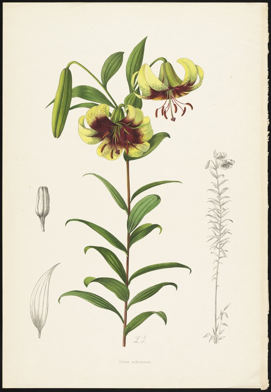 Lilium ochraceum