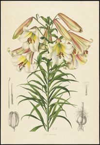 Lilium leucanthum var. centrifolium