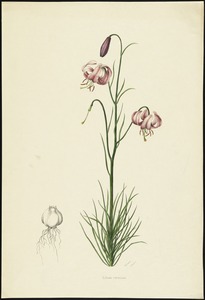 Lilium cernuum