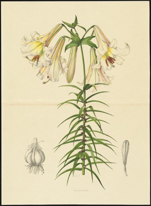 Lilium myriophyllum