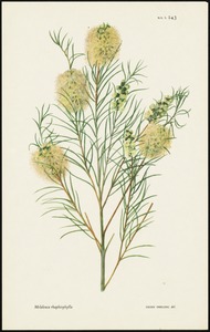Melaleuca rhaphiophylla