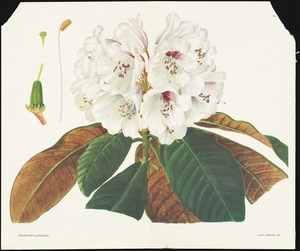 Rhododendron galactinium