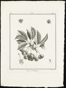 Cerise à bouquet