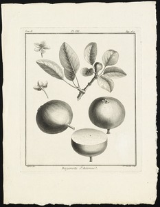 Bergamotte d'automne