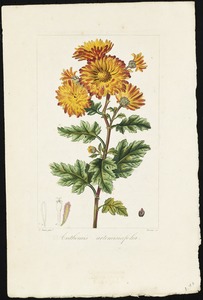 Anthemis artemisiaefolia
