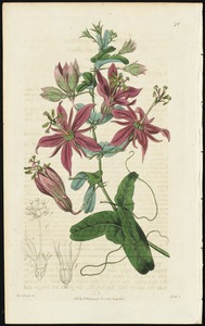 Passiflora perfoliate