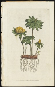 Helleborus hyemalis