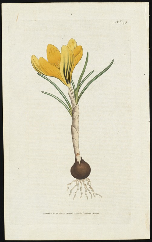 Crocus vernus