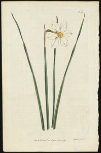 Poet Narcissus