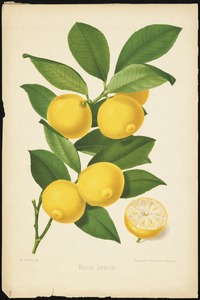 Bijou Lemon