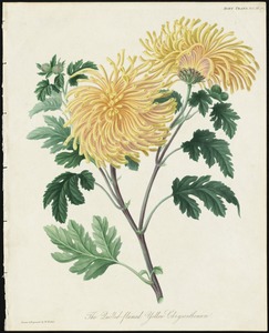 The Quilled-flammed Yellow Chrysanthemum