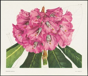 Rhododendron giganteum