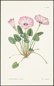 Convolvulus pitardii var. leucochnous