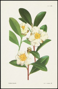 Gordonia chrysandra
