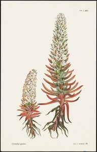 Orostachys japonicus