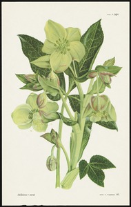 Helleborus x sternii