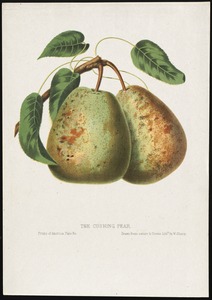 The Cushing Pear